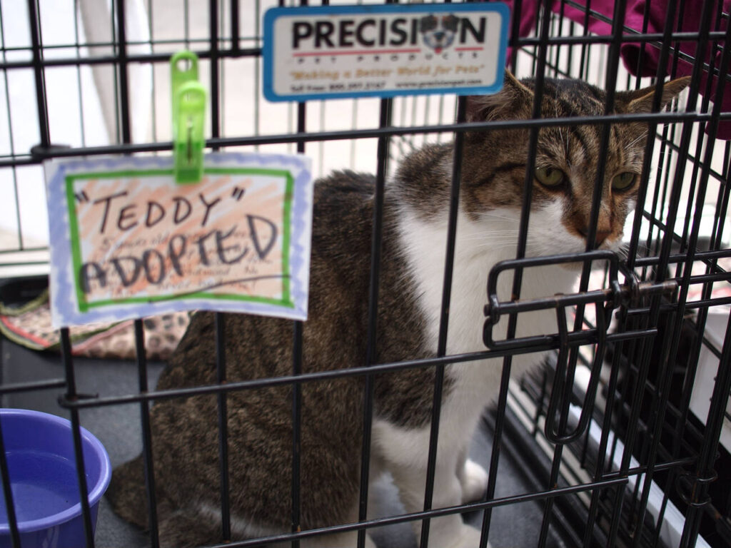 How to Adopt a Pet: A Step-by-Step Guide to Finding Your New Best Friend 3 dl.beatsnoop.com MRY9zuqLyi