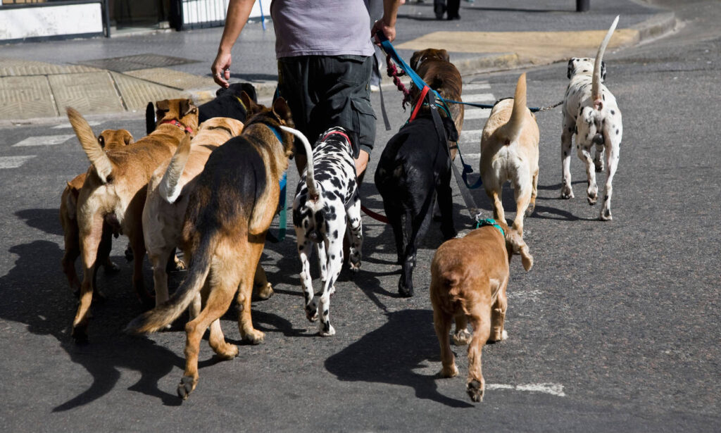 Learn the benefits of pet adoption and why giving a shelter pet a second chance can change your life. 2 benefits of pet adoption