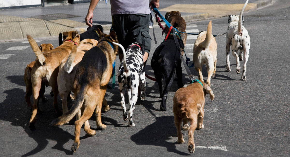 benefits of pet adoption