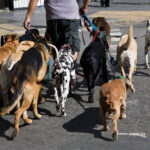 benefits of pet adoption