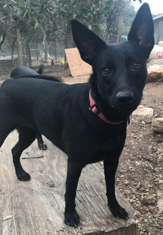 kelpie