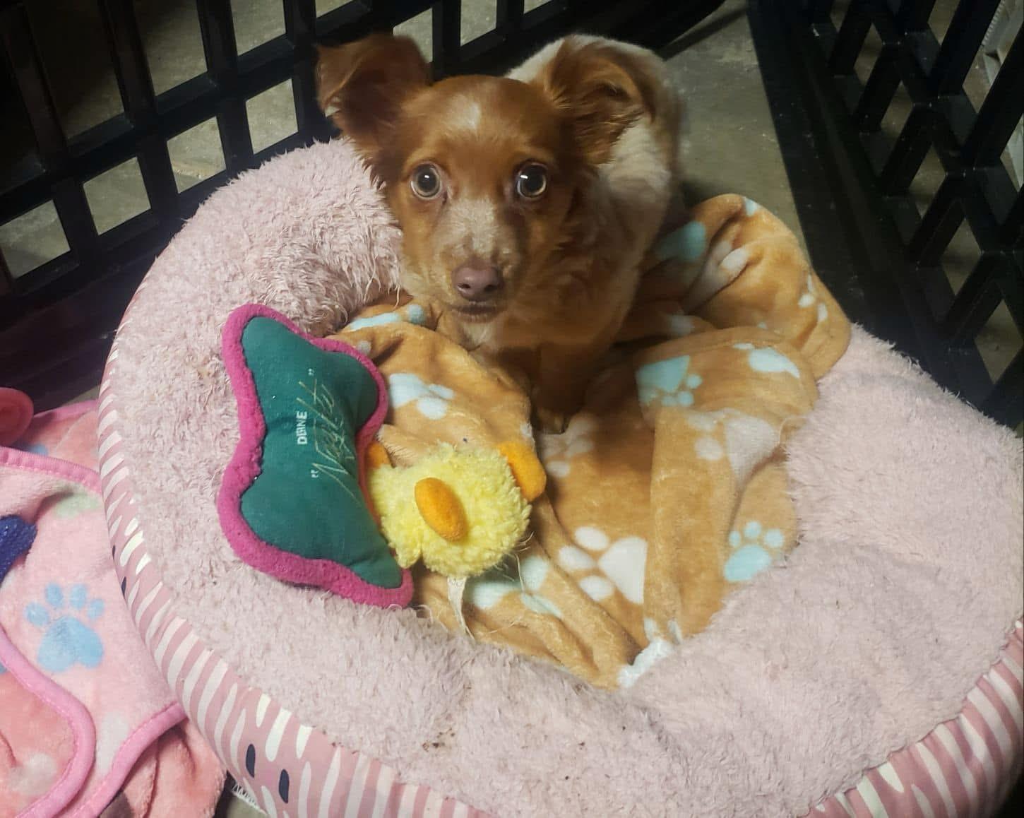 peanut