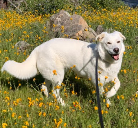 polar-bear