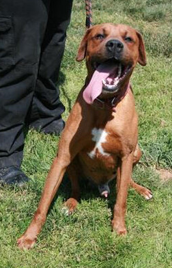 rajah