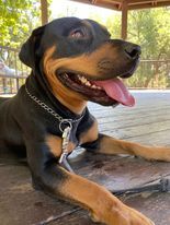 roxie