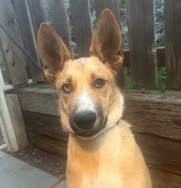 scooby